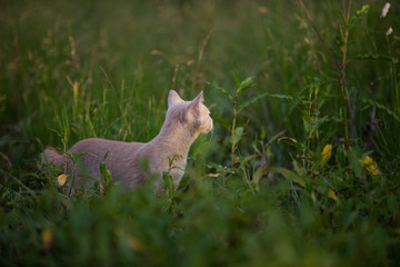 Young shorthair orange tabby cat exploring in a grassy field