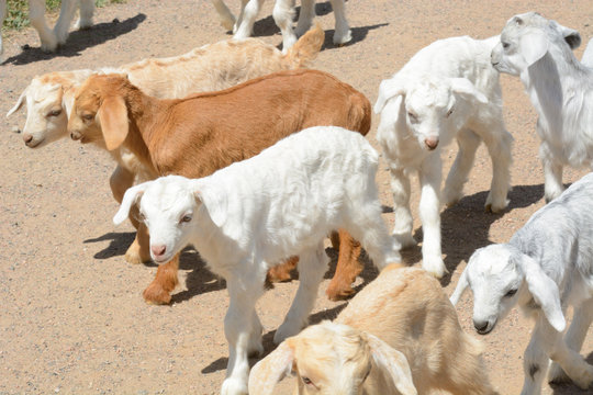 Herding group of newborn baby goat kids down dirt road to new pasture
