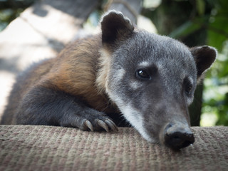Peruvian Coati
