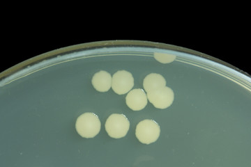Bacillus sp. on  Trypticase soy agar agar plate . Colony bacteria on agar plate. Microbiology