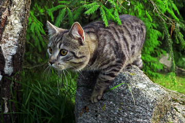 cat Barney on stone