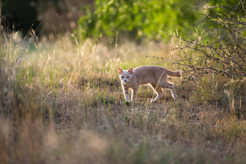 Young orange shorthair tabby cat exploring in the grass field