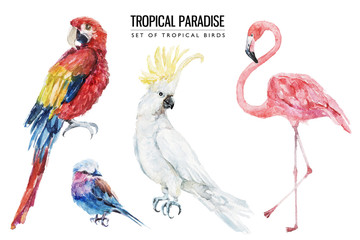 Watercolor tropical bird illustration set with macaw, parrot, flamingo, cockatoo for wedding stationary, greetings, wallpapers, fashion, backgrounds, textures, DIY, wrappers, postcards, logo, etc. © Veris Studio