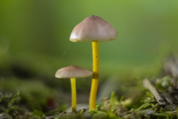 a close-up shot of mushrooms