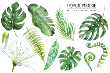 Fototapeta na wymiar Watercolor tropical floral illustration set with green leaves for wedding stationary, greetings, wallpapers, fashion, backgrounds, textures, DIY, wrappers, postcards, logo, etc.