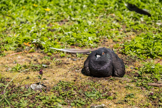 Dark Grey Pigeon With Red Eyes Resting On The Ground Under The Sun 