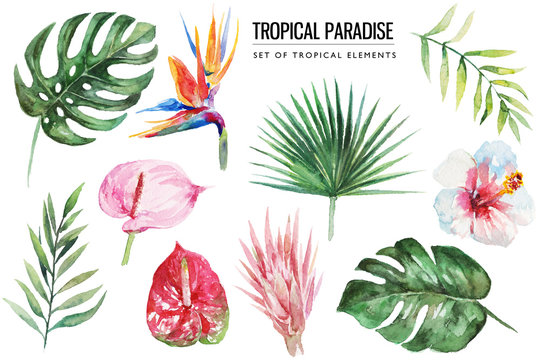 Watercolor tropical floral illustration set with green leaves, hibiscus & flowers for wedding stationary, greetings, wallpapers, fashion, backgrounds, textures, DIY, wrappers, postcards, logo, etc.