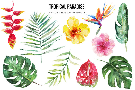 Watercolor tropical floral illustration set with green leaves, hibiscus & flowers for wedding stationary, greetings, wallpapers, fashion, backgrounds, textures, DIY, wrappers, postcards, logo, etc.