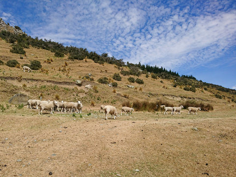 Sheep farm over high hill with blue sky background, farm animal