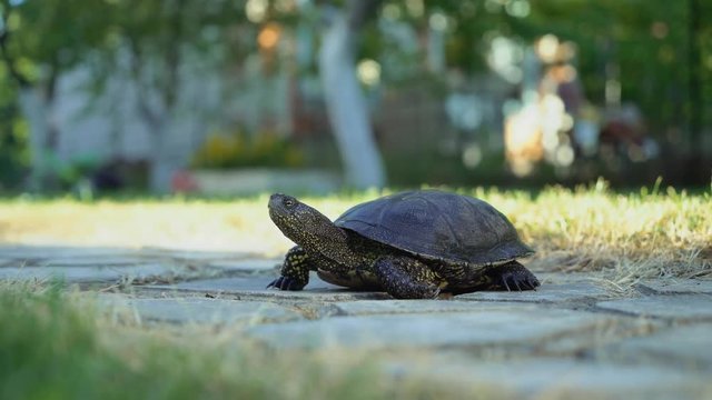 Turtle walking on the way.