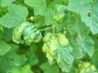 Ill leaves of currant of ticks.  Bush currant struck by illness. Currants are infected