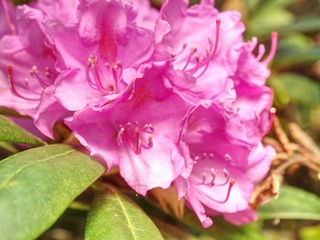 Rich pink azalea (rhododendron) bush with  leaves in the japanese garden