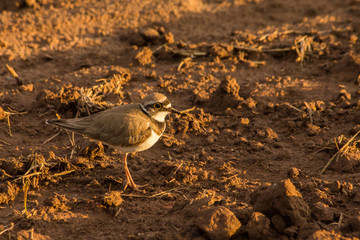 Fototapeta premium beautiful bird looking for food on a plowed field