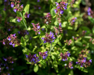 Sage Flowers