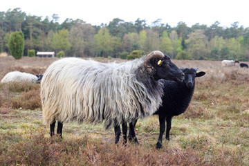 Obraz premium Moorland sheep Heidschnucke and young lamb in Lüneburg Heath near Undeloh and Wilsede, Germany