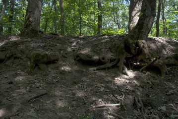 bare roots of two trees