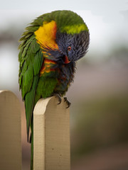 Cleaning Lorikeet 2