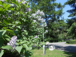 the lilas bloom sumeer in park rest