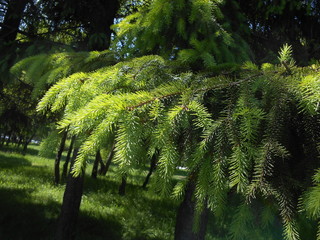 зеленые ветки ели освещенные солнцем