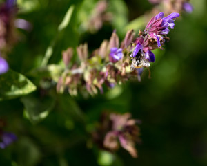 Fototapeta premium Bee in Sage Flowers