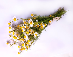 chamomile flowers isolated  in white