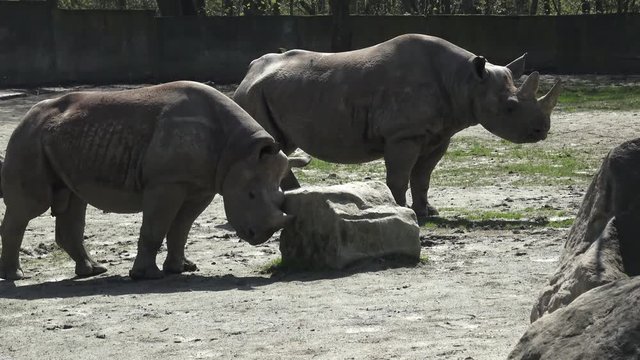 Two endangered rhinoceros (Diceros bicornis) standing close to each other 

