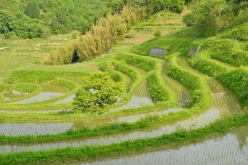 棚田