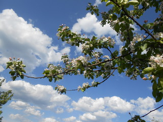 Obraz premium облака голубое небо и ветка яблони в цвету