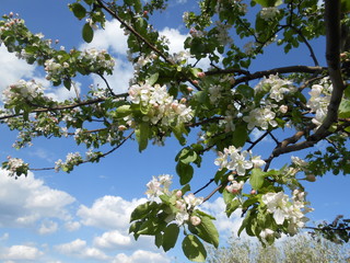 ветка цветущей яблони на фоне голубого неба