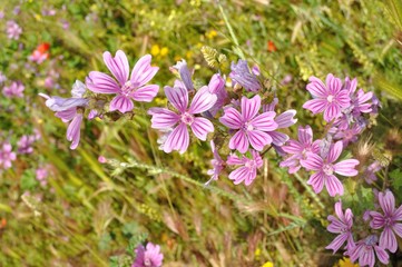 Flores de malva en primavera