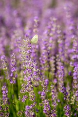 Butterfly flying over lavender flower, butterflies on lavender flower