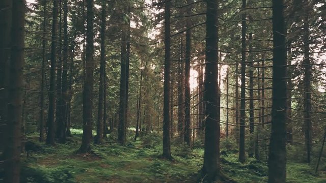 Spazieren im Wald, Waldweg im Tannenwald dunkelgr&uuml;n, Drohne Luftbild im Nationalpark