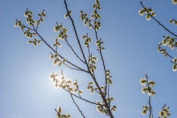 Weidenstrauch im Frühling im Gegenlicht, 

