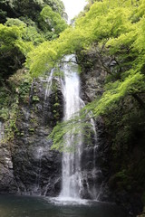 Fototapeta na wymiar 日本　箕面　滝