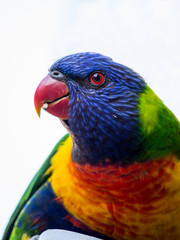 Lorikeet up close and personal