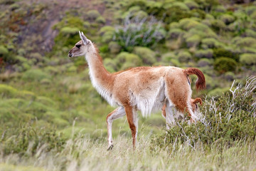 Guanaco (Lama guanicoe) in Torres del Paine National Park, Magallanes Region, southern Chile