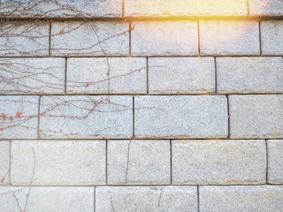 Climber plant with white brick wall lighting flare abstract background space for text.Old brick wall.Grungy white brick wall.