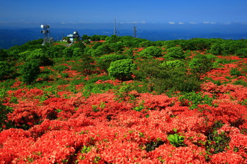 室根山のツツジ