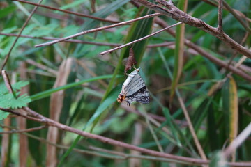 イシガケチョウの羽化