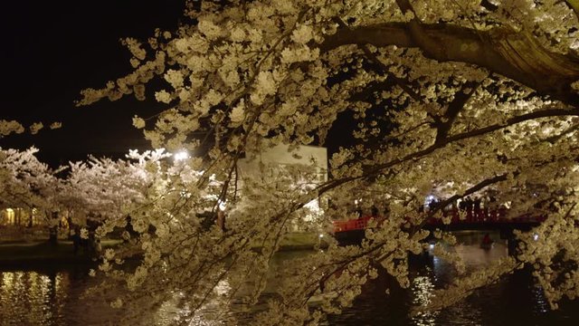 弘前公園 桜のライトアップ Hirosaki park cherry blossoms