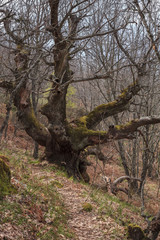 MILLENNIAL TREE IN SPAIN