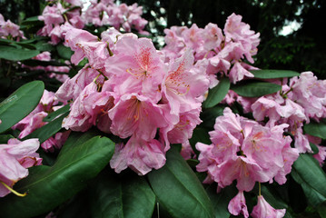 Pink rhododendron flowers, soft green blurry leaves background, top view