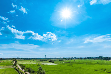 Terraced rice fields