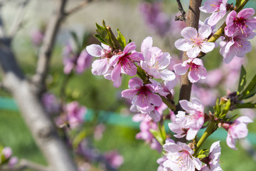 Cherry tree branch bud blossom background as beautiful spring flower blooming season concept. Blooming plum tree. Pink buds closeup