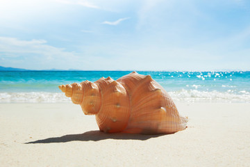 Shell on tropical beach