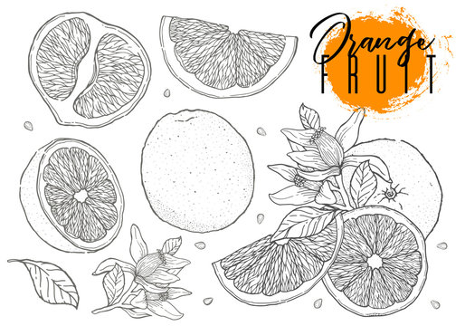 Ink hand drawn set of orange fruit. Food element collection. Vintage sketch. Black outline. Drawings of whole, half and sliced ripe oranges, juice, segment.