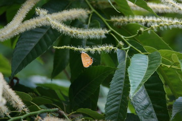栗の花とアカシジミ