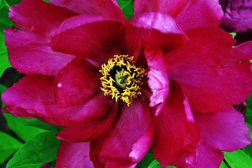 Bright purple peony flowers, close up detail, soft green blurry leaves background