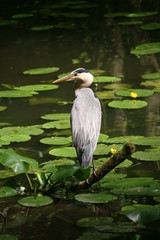 Graureiher am Teich mit Teichrosen 6