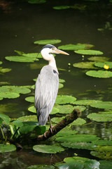 Graureiher am Teich mit Teichrosen 5